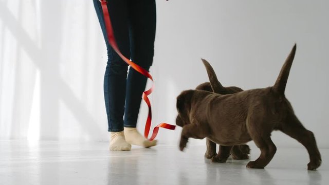 SLOW MOTION: Two brown labrador puppies play with white woman in jeans and red bow indoors in day