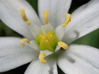 Giglio di campo, o Stella di Betlemme