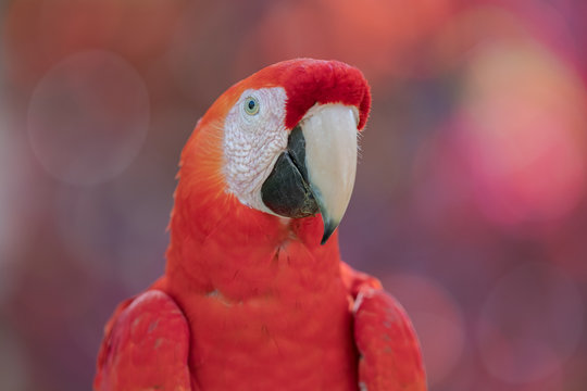 Scarlet Macaw (Ara macao) close-up
