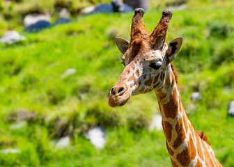 portrait of giraffe