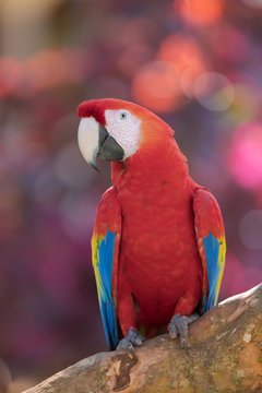 Scarlet Macaw (Ara macao) close-up