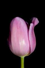 Beautiful Pink Tulip on Black Background Close Up