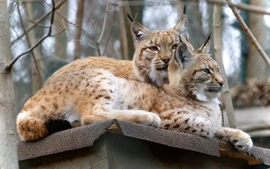 pair of lynxes