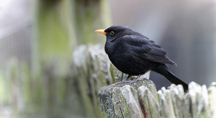 blackbird sitting on the fence