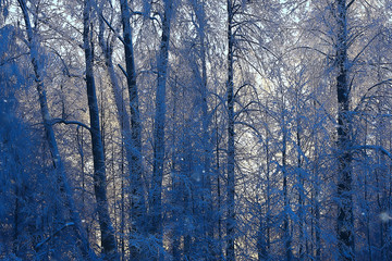 Fototapeta premium winter park, cityscape in winter weather / landscape snow, city, trees in a city park in the north