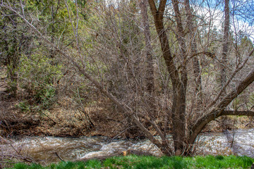 Tree Drinks from Stream