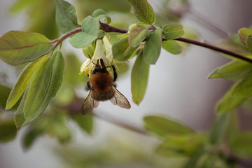 A bumblebee garthering nectar at honeysuckle flowers. Suny afternoon. Spring garden.