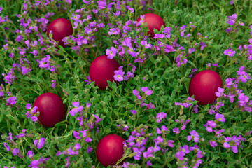 easter eggs lie on the blooming juicy grass on sunday morning