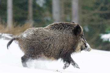 Runing Wild boar (Sus scrofa) at Snowfall, Germany, Europe