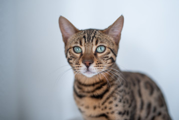Obraz premium młody kot bengalski ciekawie patrząc w kamerę na białym rozmytym tle