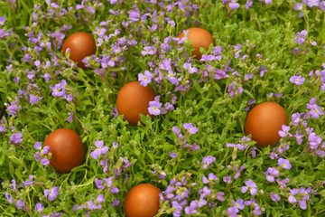 easter eggs lie on the blooming juicy grass on sunday morning