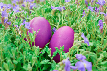 easter eggs lie on the blooming juicy grass on sunday morning