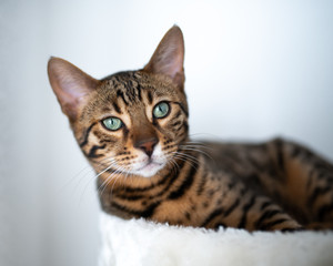 Obraz premium beautiful young bengal cat relaxing on pet bed on white background