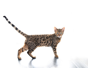 side view of a back lit bengal kitten with tail high up looking at camera on white background