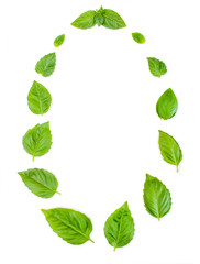 The composition of basil leaves on a white background