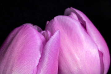 Beautiful Pink Tulip on Black Background Close Up