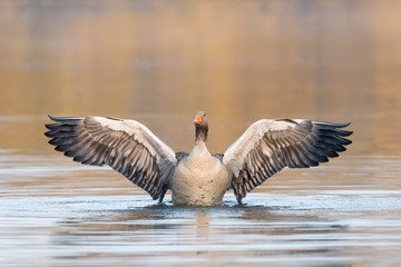 Greylag goose on lake, Germany, Europe