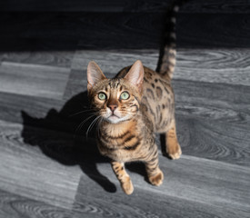 top view of a young bengal cat standing on a gray wooden floor looking up at camera begging for food