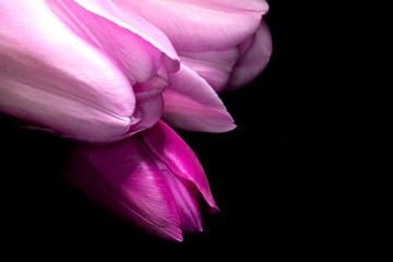 Naklejka premium Beautiful Pink Tulip on Black Background Close Up
