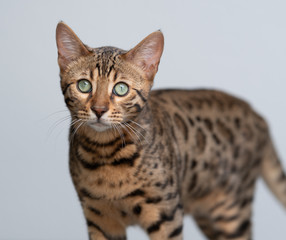 portrait of a young bengal cat looking at camera in front of white background with shallow depth of field
