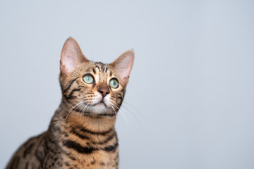 Fototapeta na wymiar studio portrait of a young bengal cat looking up in front of white background
