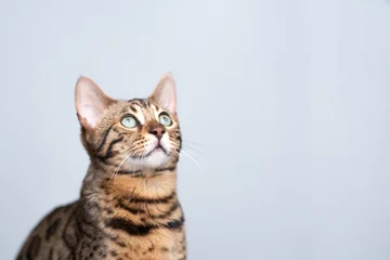 Foto op Canvas studio portrait of a young bengal cat looking up in front of white background © FurryFritz