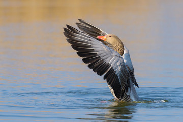 Greylag goose on lake, Germany, Europe