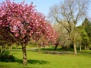 Springtime in a city park.