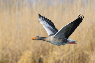 Greylag goose