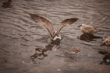wintering birds / bird flock, winter lake, wild birds on winter lake, seasonal, migratory ducks