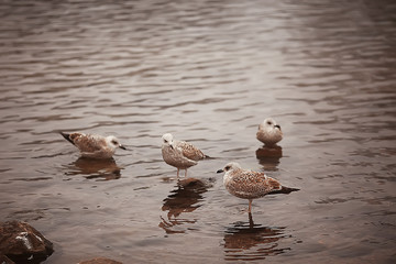 wintering birds / bird flock, winter lake, wild birds on winter lake, seasonal, migratory ducks