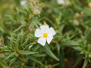 Le Ciste de Montpellier en fleurs (Cistus monspeliensis), plante méditerranéenne des garrigues et maquis