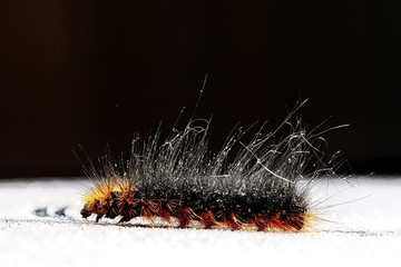 fluffy caterpillar / macro insect, larva, beautiful macro enlarged caterpillar