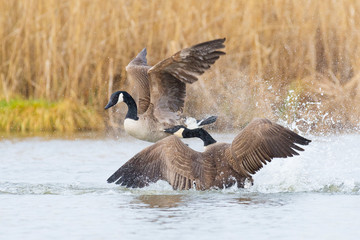 Fighting Canada Geese (Branta canadensis), Germany, Europe