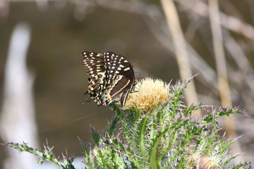 Black Swallowtail Butterfly