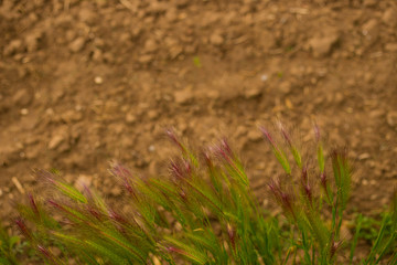 Ear of field colors on the ground
