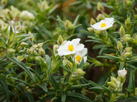 Ciste de Montpellier en fleurs (Cistus monspeliensis), plante m&eacute;diterran&eacute;enne des garrigues et maquis