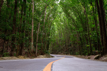 Bilar Man-Made Forest In Bohol, Philippines. Tall Green Trees tower over a winding road, unique and perfect place to travel and experience the world, the road is encouraging adventure and exploration.