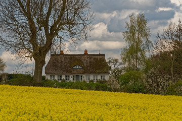 Reetdachhaus und Raps