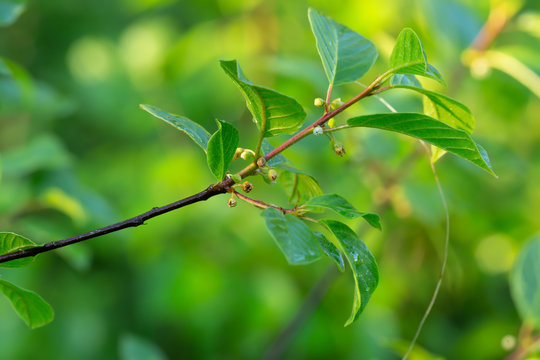 Alder buckthorn, Rhamnus frangula twig