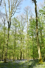 Feuillage des hêtres au printemps dominant le sol tapissé par des milliers de jacinthes sauvages mauves et des autres plantes au Hallerbos près de Halles