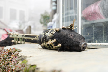 Small Pig or Boar imprisoned in a bamboo cage and left on the side of the road ready to be butchered or slaughtered for dinner in Sapa, Vietnam looking directly into the camera. Animal Cruelty.