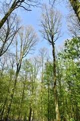 Fototapeta premium Hêtres majestueux pas encore en feuille s'élançant vers le ciel à la forêt de Hallerbos près de Halle 