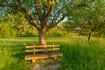Park bench under apple tree, Germany, Europe
