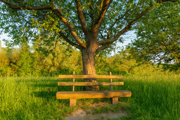 Park bench under apple tree, Germany, Europe