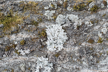Background, tree bark with lichen growing vertically Backgrounds of a natural origin of bark of trees, poplar or aspen, are polluted by spores of the moss and lichen plants growing on a wood surface