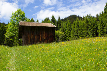 Feldstadel in der Frühlingswiese,