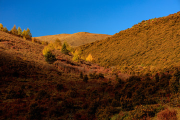 Fall Autumn Colors, Trees, Colorful Yellow Leaves, Golden and Red Leaves, Colorful Forest. Beautiful assortment of colorful trees, blue sky and sunshine. Layers of trees, background graphic