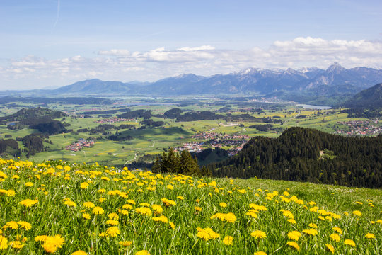 L&ouml;wenzahnbl&uuml;te im Allg&auml;u, 