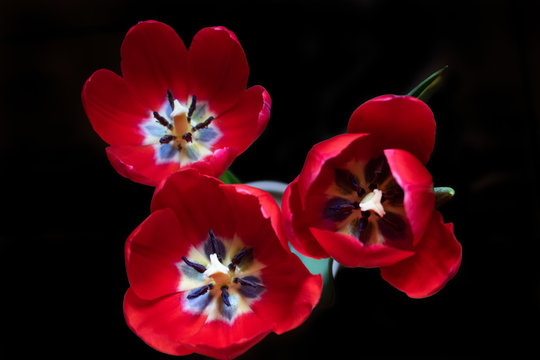 Tulipas